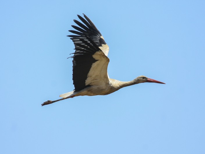 Cigüeña blanca