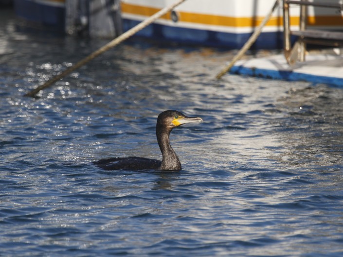 Cormorán grande