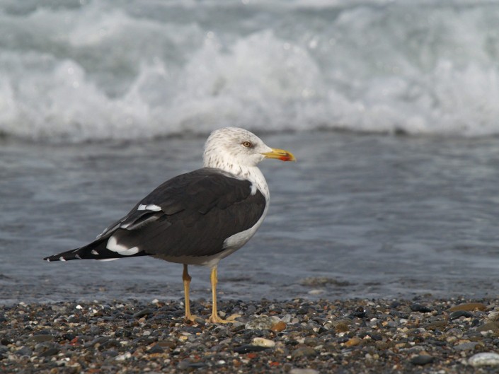 Gaviota sombría