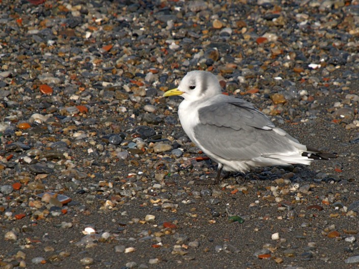 Gaviota tridáctila