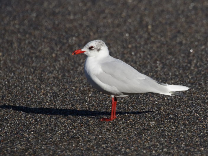Gaviota cabecinegra