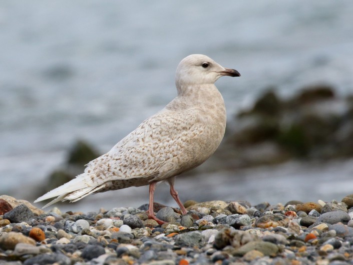 Gaviota groenlandesa